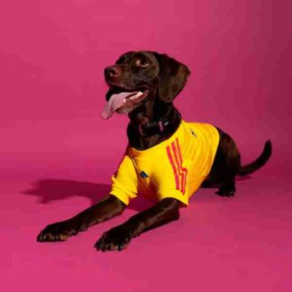 Equipacion Colombia Para Mascotas 2026
